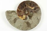 Bargain, Cut & Polished, Agatized Ammonite Fossil - Madagascar #200139-2